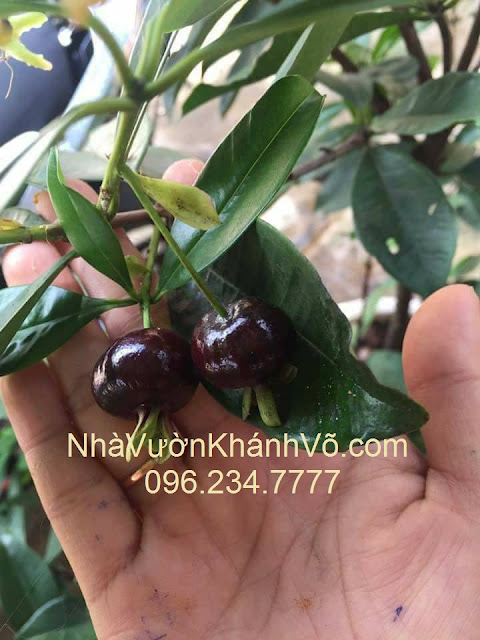 Cherry Brazil, giống cherry phát triển tốt tại VN. Cherry-co-trai-1
