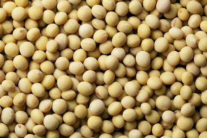 Pengertian Kacang Kedelai Dan Kandungan Nutrisinya Dalam 100 Gram