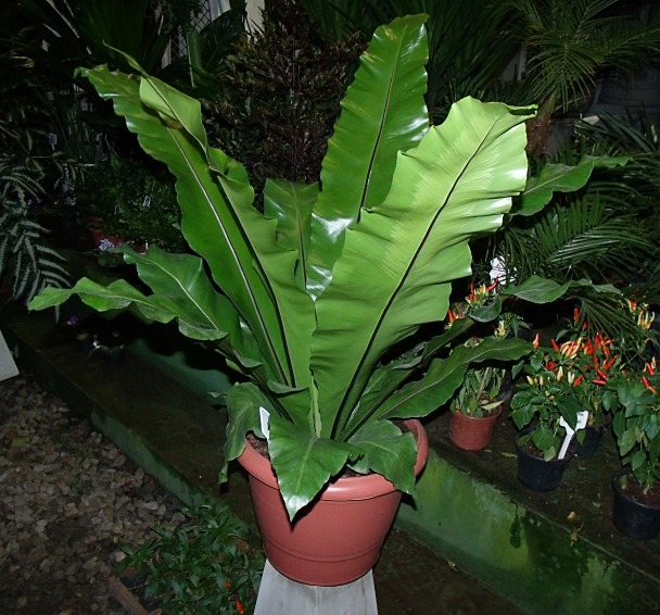 Fênix Plantas e Jardins: Parece folha de bananeira... mas é o Asplenium,  explendido!