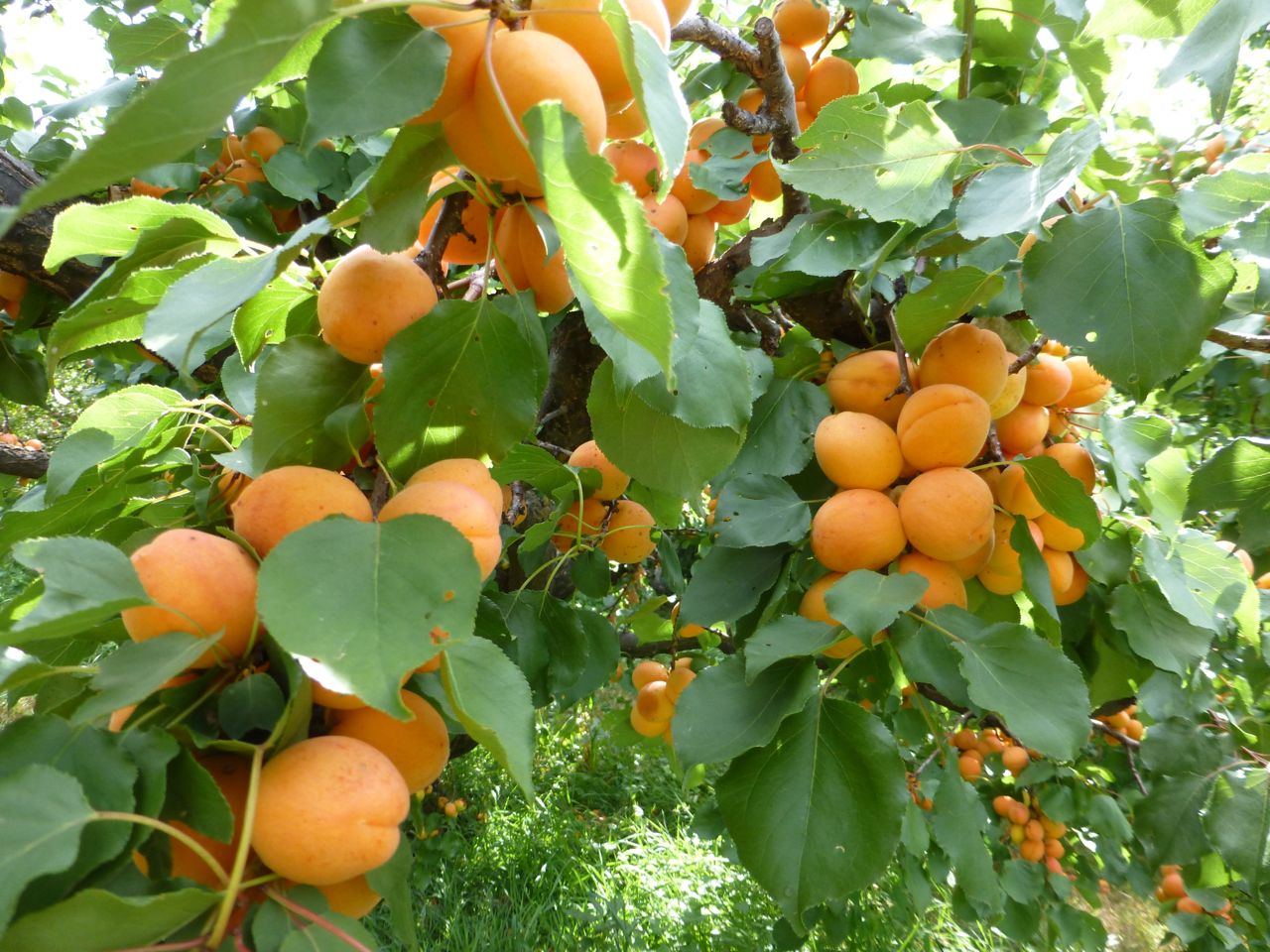 di-rio-com-a-natureza-24-de-junho-damasqueiro-damasco-fruto