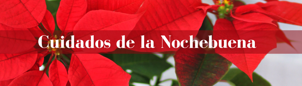 Tips para el cuidado de tu Flor de Nochebuena