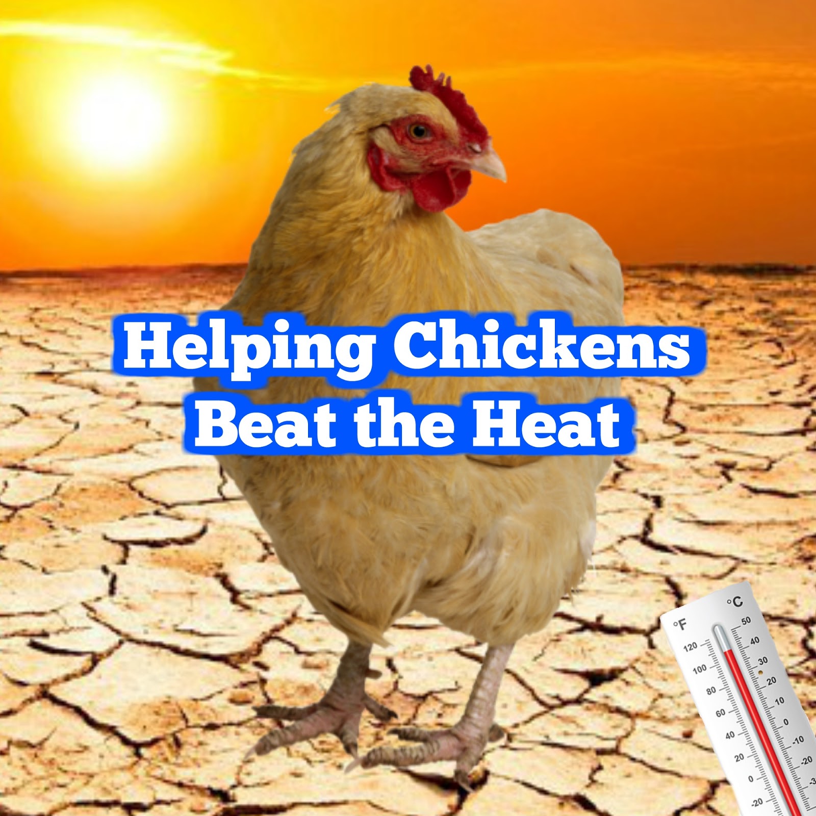 Helping Chickens Beat the Heat The (mis)Adventures of a Homesteadin' Mama