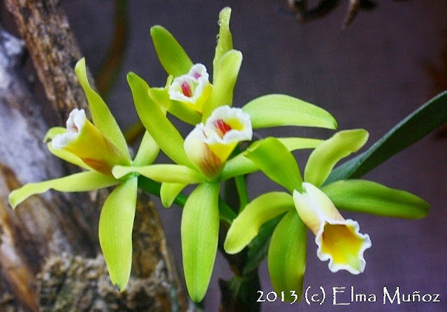 Cattleya luteola. Peruvian orchid