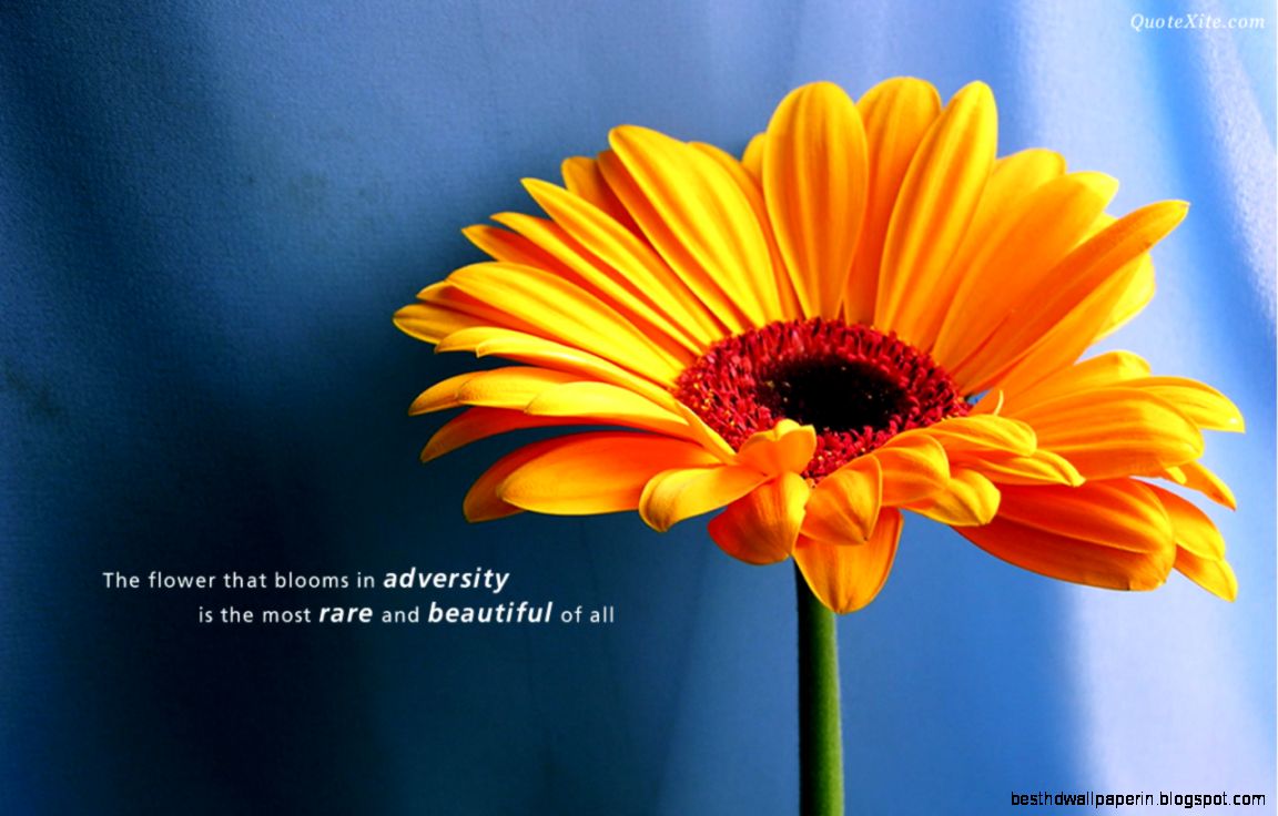 31 Daily Inspirational quotes Photos that Inspires