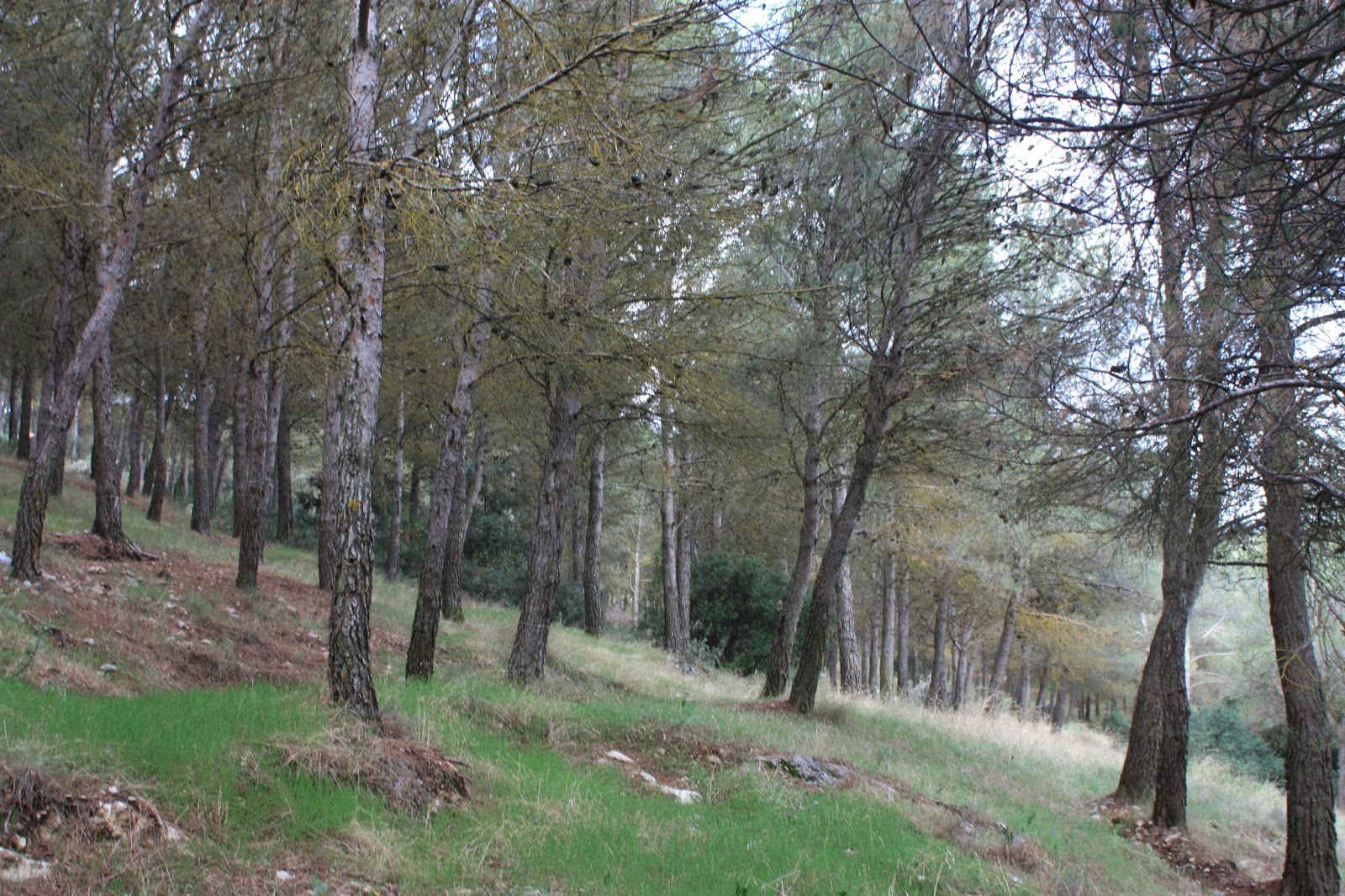 El mundoblog de Miguel Caballero Torredelcampo, el bosque encantado