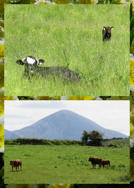 Cycling the Great Western Greenway - County Mayo, Ireland - Happy Cows