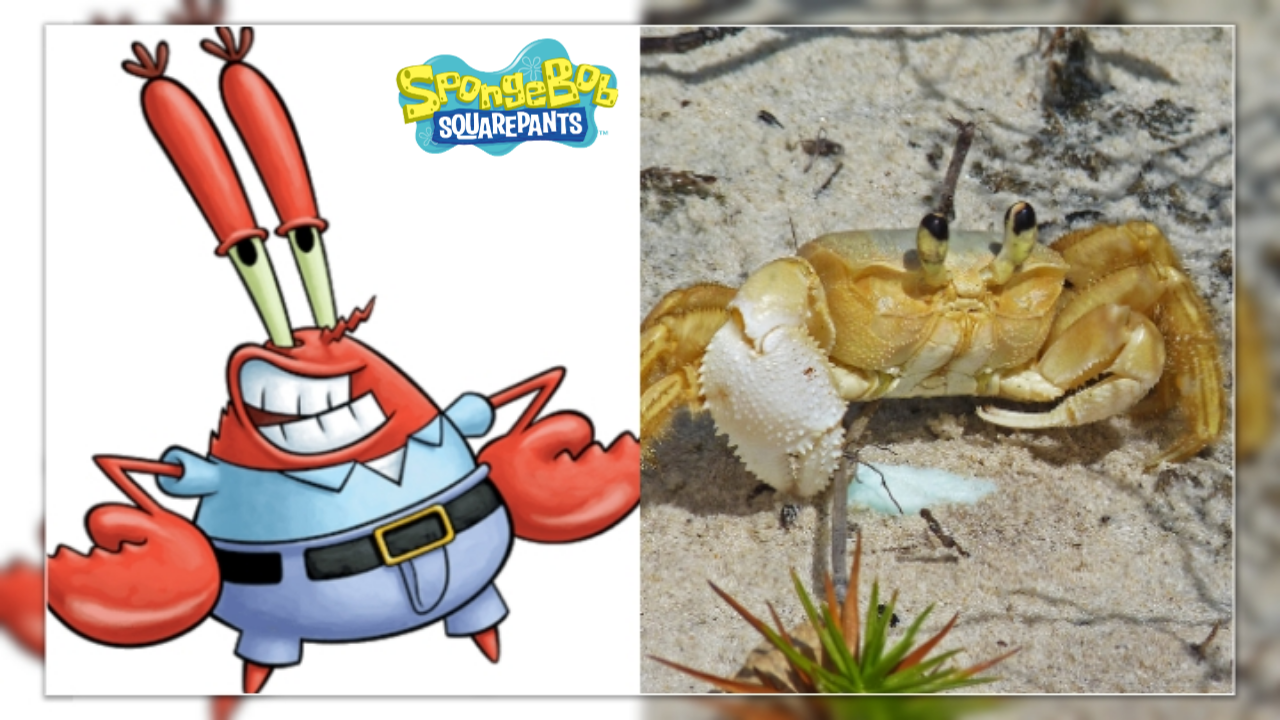 Inilah Jenis-jenis hewan laut yang ada di film spongebob squerpants ...