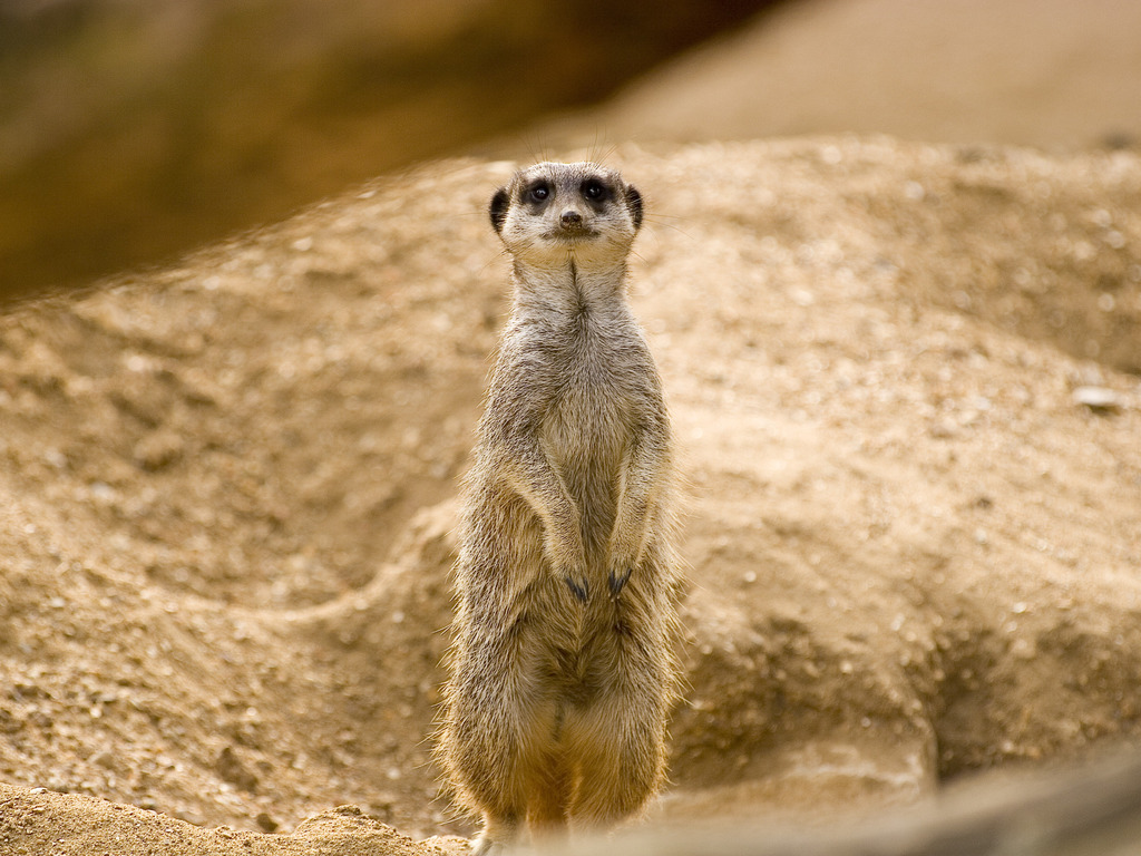 Blue Meerkat with White Hair Facts - wide 1