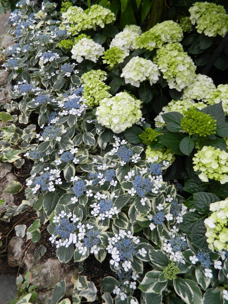 Gardening And Gardens Hydrangeas Blue Pink White And Lace