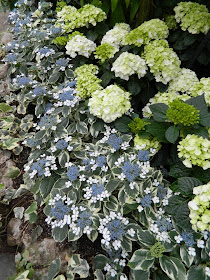 Allan Gardens Conservatory Easter Flower Show blue lacecap white mophead hydrangeas by garden muses: a Toronto gardening blog