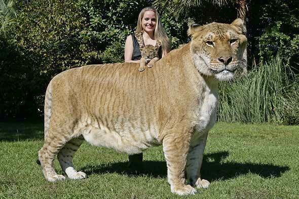 Hercules El Felino Mas Grande Del Mundo