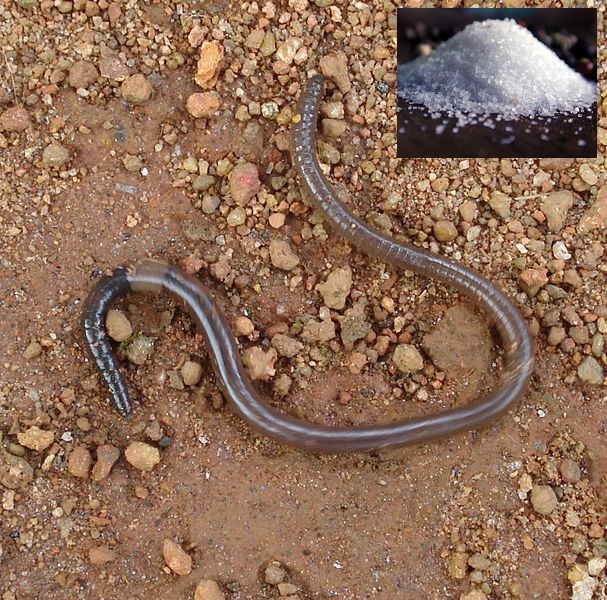 Why do earthworms die when salt is sprinkled on them? My Q/A Corner