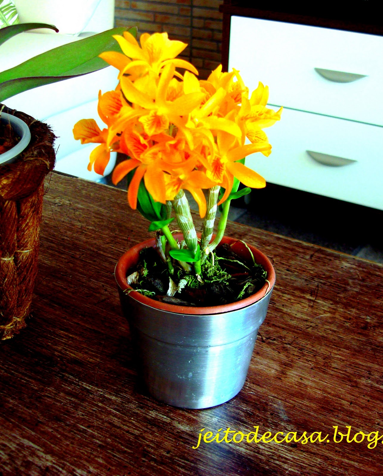 Orquídea olho de boneca laranja!!! - Jeito de Casa - Blog de Decoração e  Arquitetura