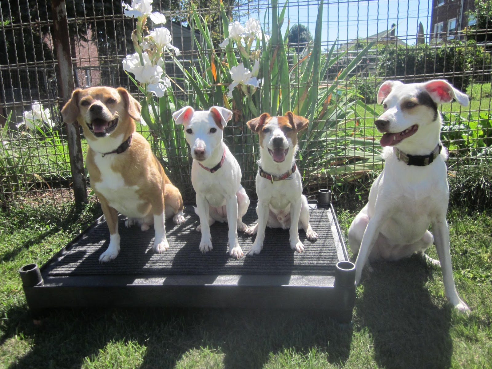 The Second Hand Dogs September 2013