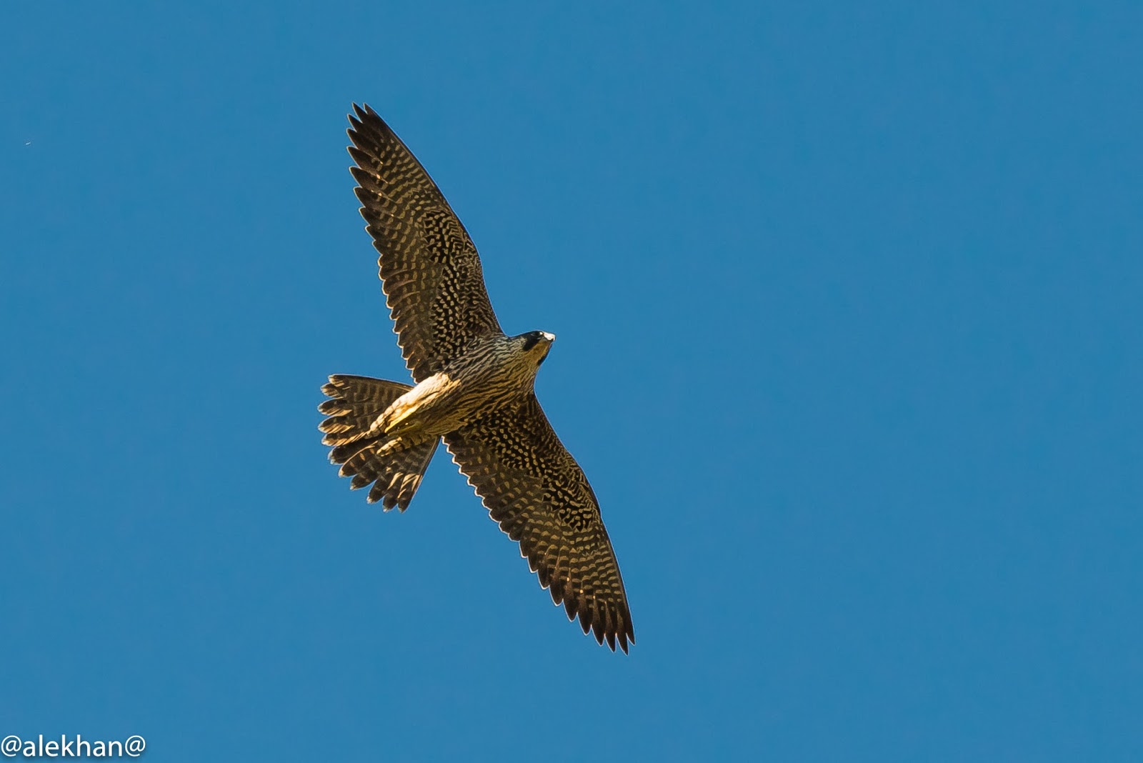 Pájaros, Pajarracos: Halcón peregrino