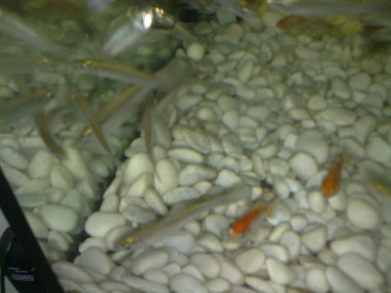 Ceritera FLK: Ikan Kelisa @ Arowana