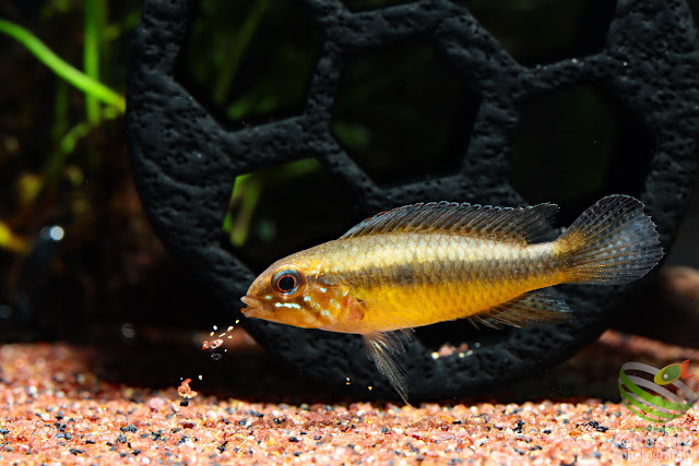 Apistogramma lineata