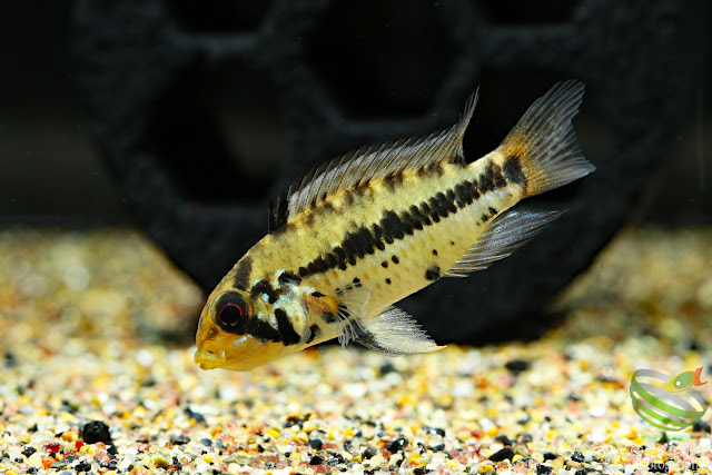 Apistogramma cf. alacrina (Guayas)