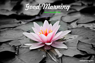good morning greetings flower wishes
