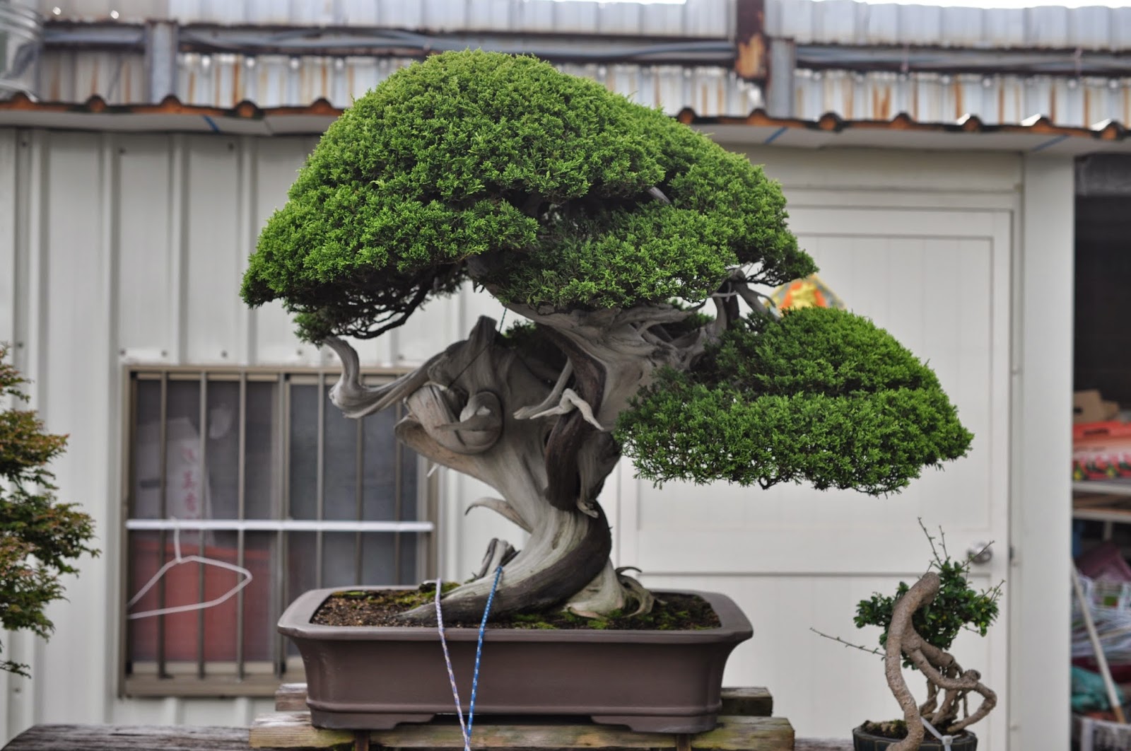 All in One Bonsai and Ceramics Bonsai Nurseries in Taiwan
