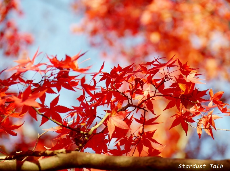 Acer Palmatum Ben Hime Acer Palmatum Plants Shrubs