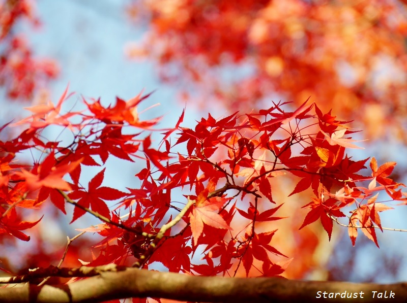 Stardust Talk : Japanese maple 