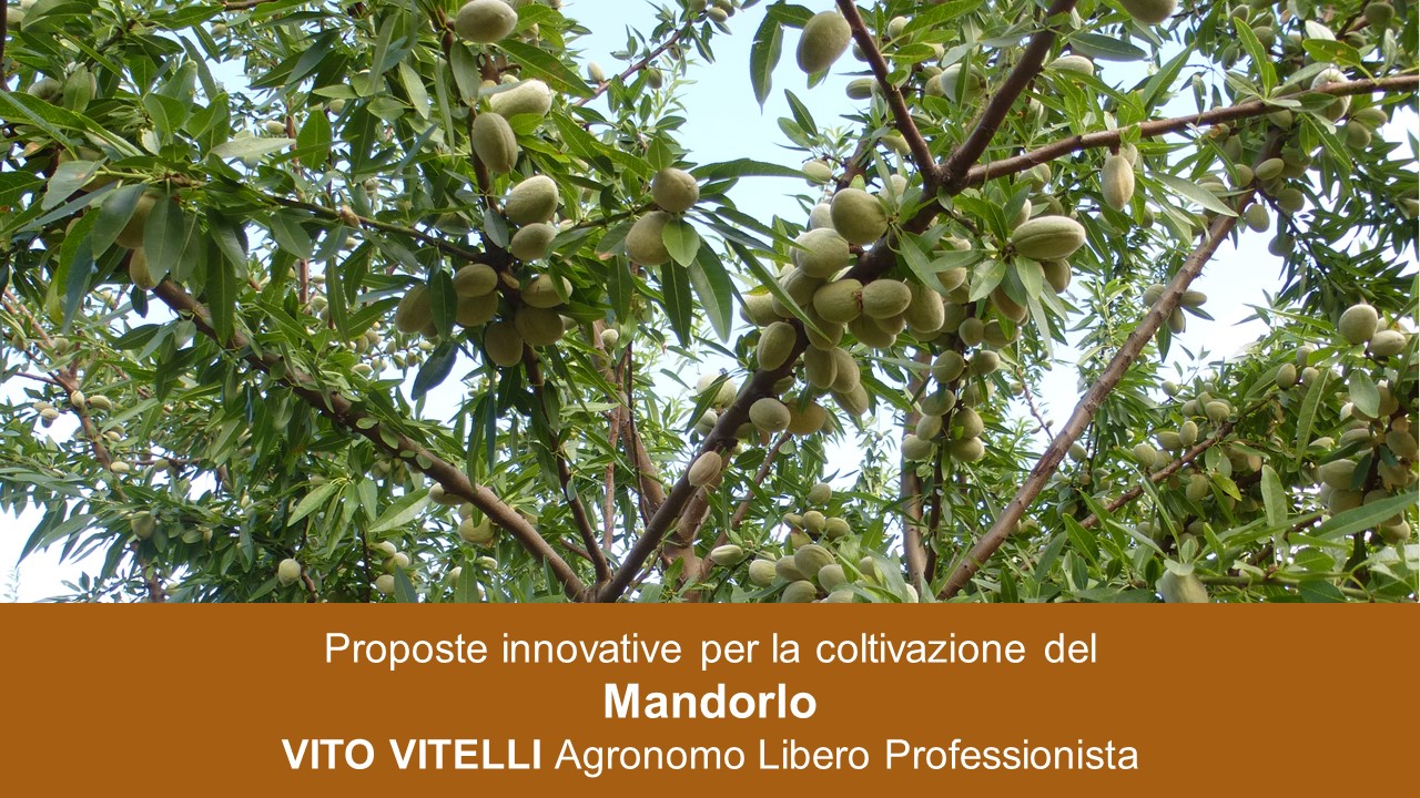 LA COLTIVAZIONE DEL MANDORLO