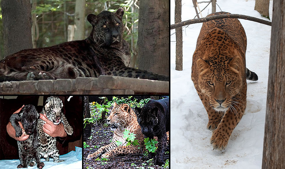 Every Day Is Special August 10 World Lion Day