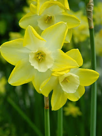 Pale yellow narcissus daffodils  Centennial Park Conservatory 2015 Spring Flower Show by garden muses-not another Toronto gardening blog