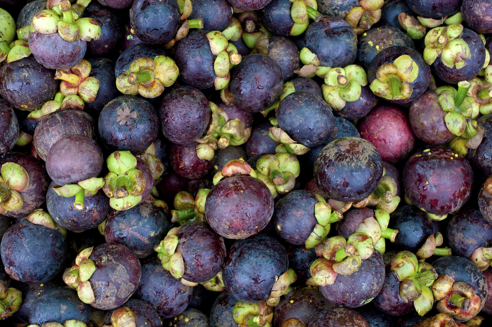 8 Kebaikan Makan Buah Manggis | Zaza Iman