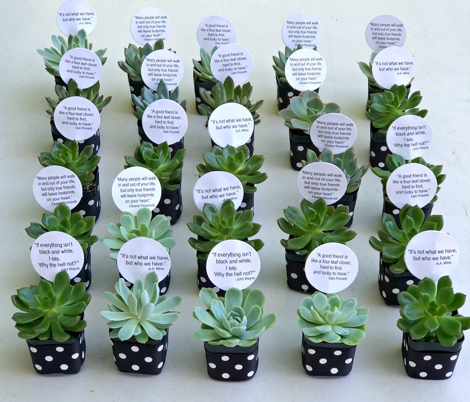 Jac o' lyn Murphy It's black and white Everyone loves Succulent