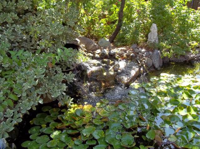 Future Plants By Randy Stewart Pittosporum