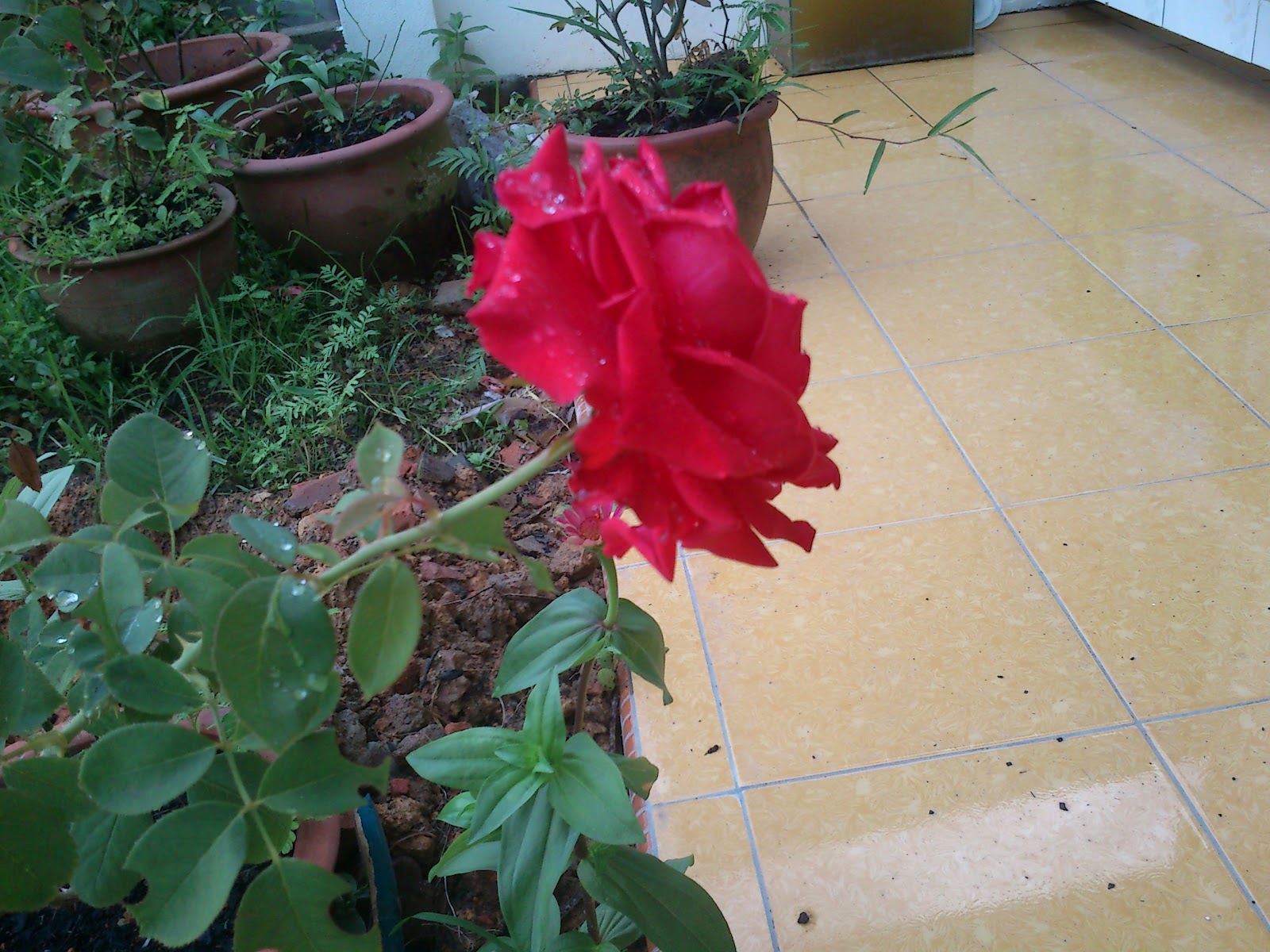 Paling Keren 28+ Bunga Melati Bhs Inggrisnya Gambar Bunga HD