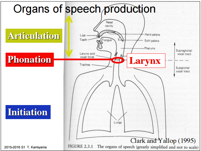 The EFL THE ORGANS OF SPEECH AND THE FORMATION OF SOUNDS