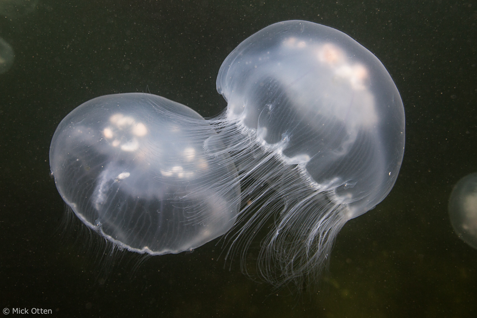 Mick's marine biology A Sea of Glass