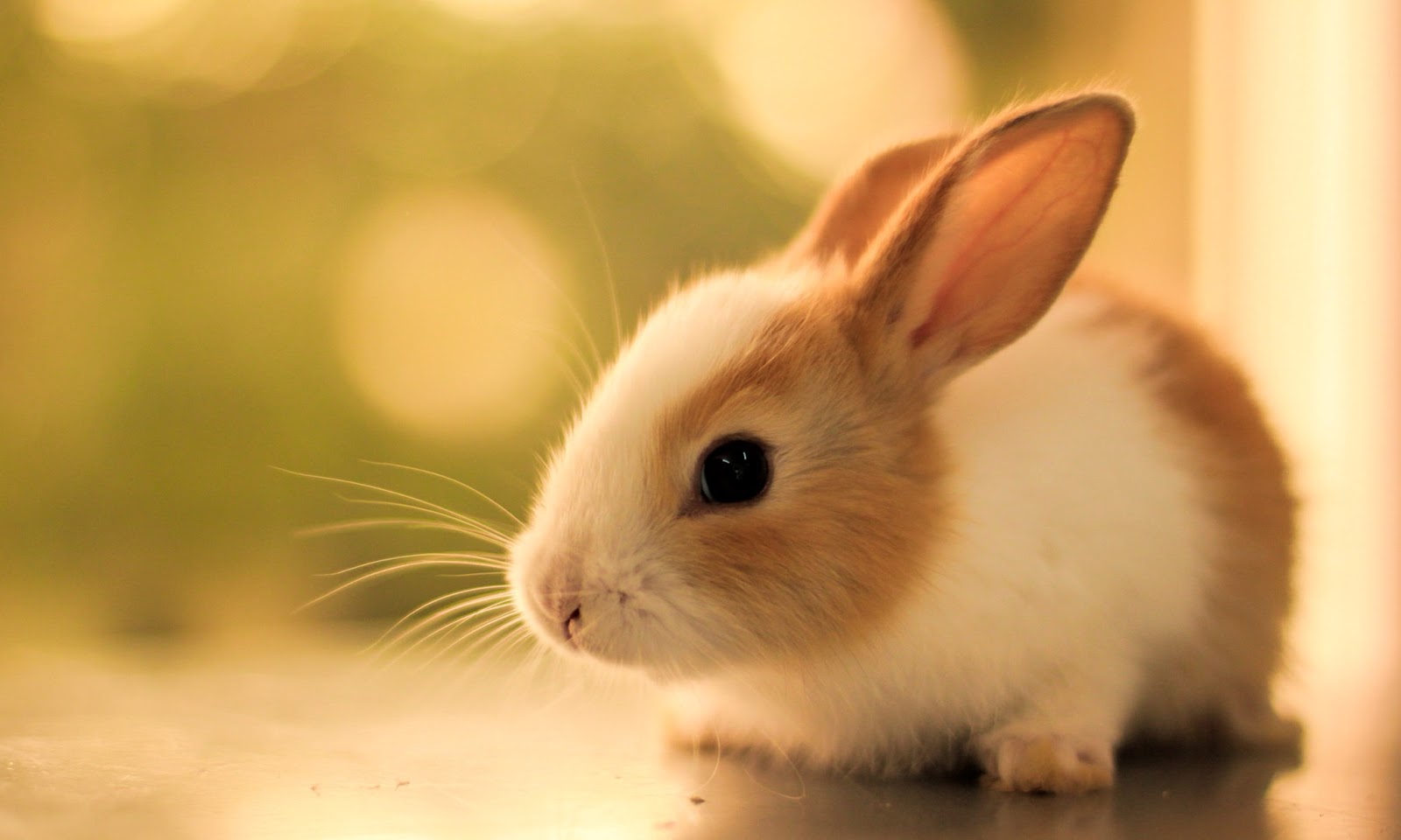 Cute Rabbit HD Wallpapers
