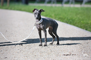 Italian Greyhound Sighthound for sale