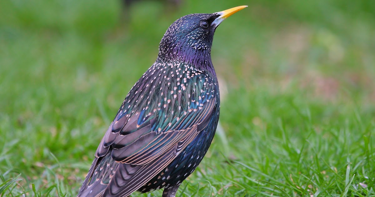 Raw Birds EUROPEAN STARLING (Sturnus vulgaris) male, Port Oriel Harbour, Clogherhead, Co. Louth