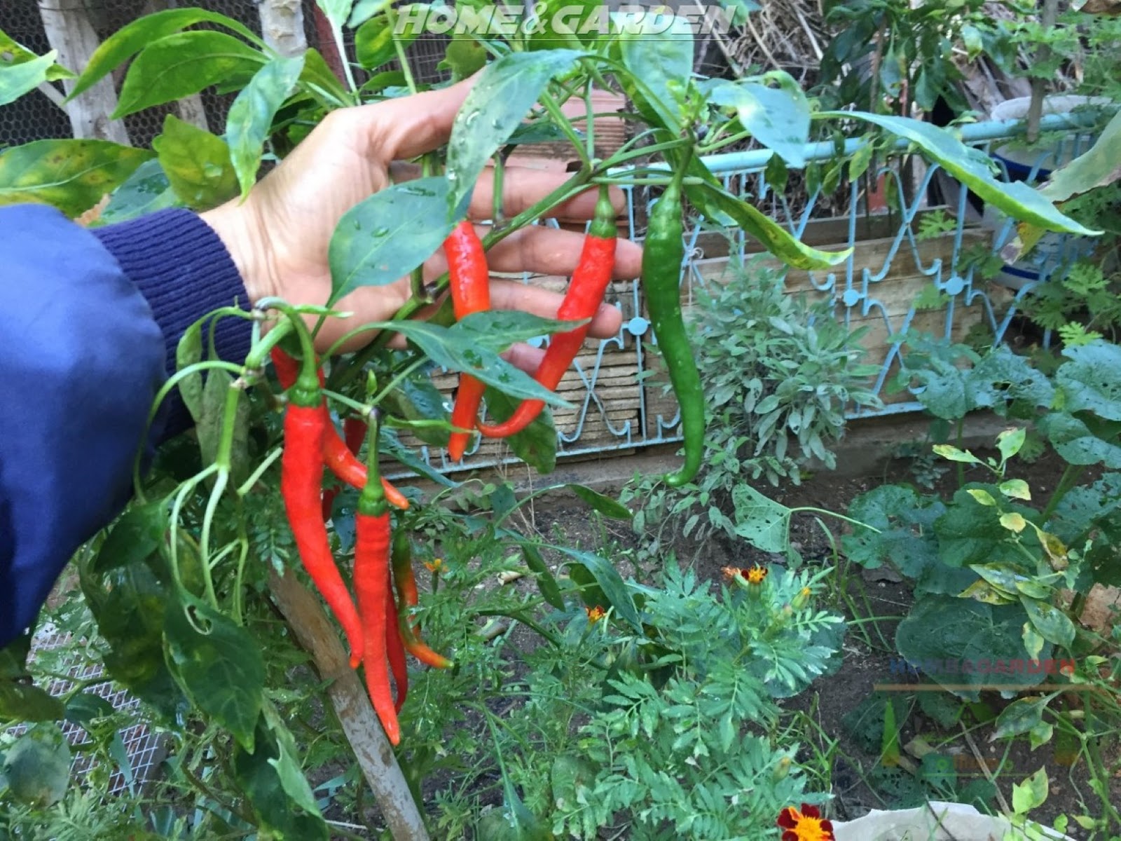 How to Plant and Care of Hot Peppers