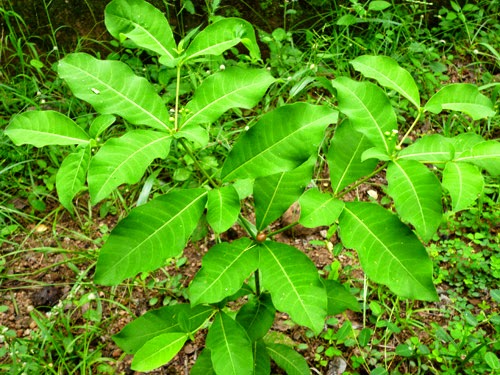 Leaves of Wal Ekaweriya Rauvolfia tetraphylla Leaves of Wal Ekaweriya Rauvolfia tetraphylla