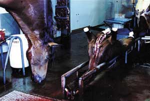 Horse slaughter essay 05 picture