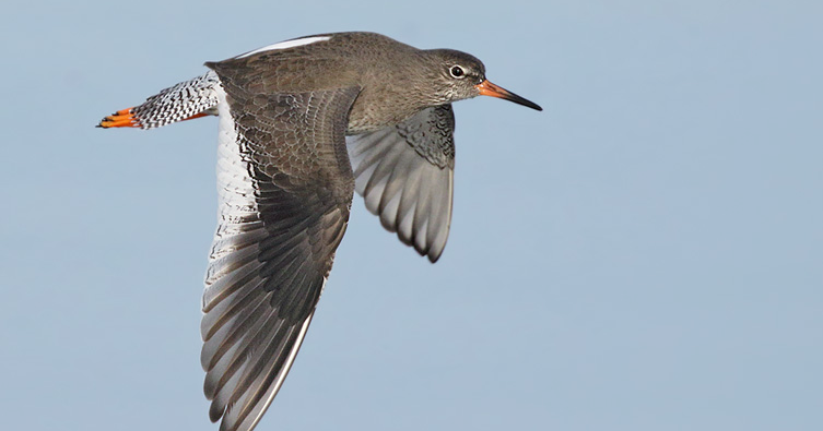 Dorset Birds: Sightings - Tuesday 19th December 2017