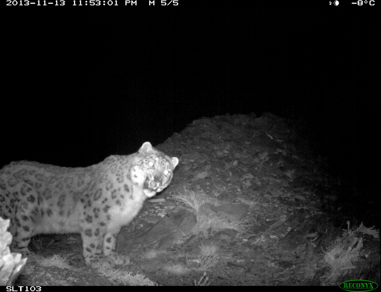 Snow Leopard Warrior