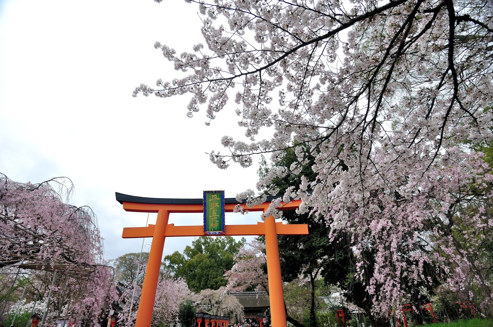平野神社 桜 豪快に乱れ咲く京都屈指の桜の名所 | 京都もよう KYOTO MOYOU