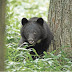 クマの出没注意!