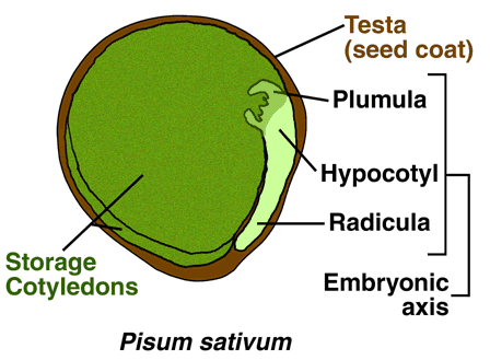 Non Endospermic seeds