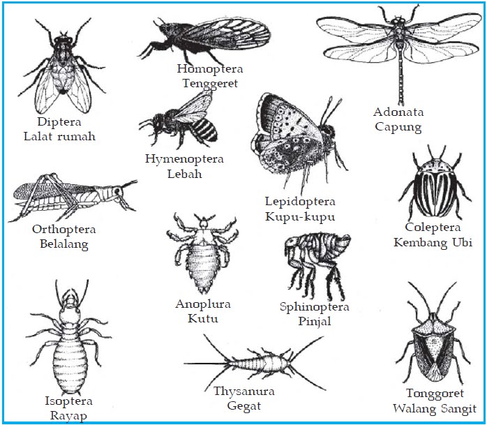 Gambar Ayudya Punya Cerita Klasifikasi  Insekta Gambar 