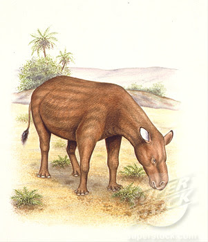 perisodactilos de hace millones de años Heptodon