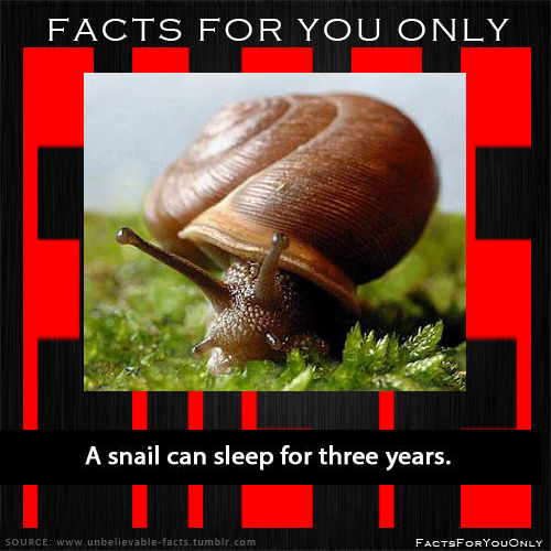 Facts For You Only A snail can sleep for three years.
