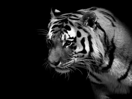 Harimau Foto Harimau Latar Belakang Gelap
